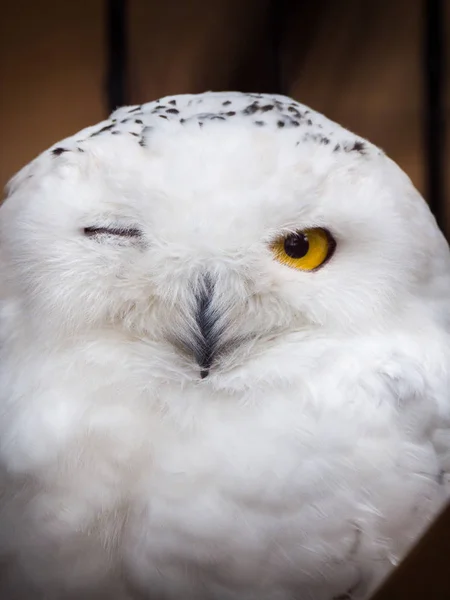 Beautiful Humorous Funny Wildlife Photograph Snowy Owl Winking One Its — Stock Photo, Image