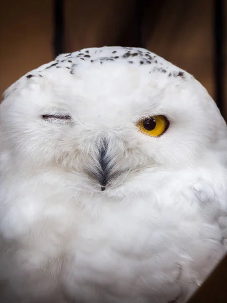 Krásný Vtipný Nebo Legrační Wildlife Fotografii Sněžná Sova Mrkl Jedním — Stock fotografie