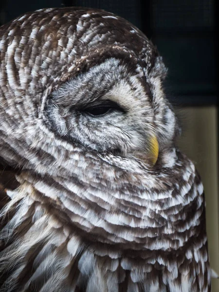 Close Wildlife Photograph Barred Owl Speckled Banding Feathers Dark Tones — Stock Photo, Image