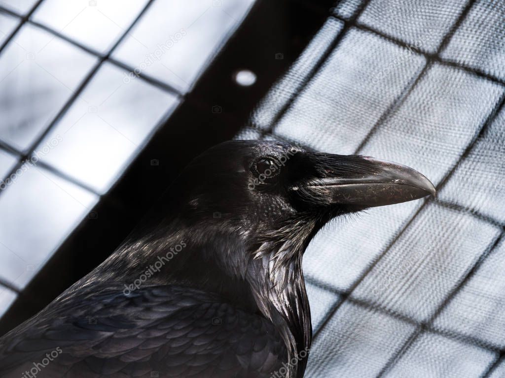 A close up photograph of a the head and upper body of a black beaked black feathered raven with a grid of fencing beyond.