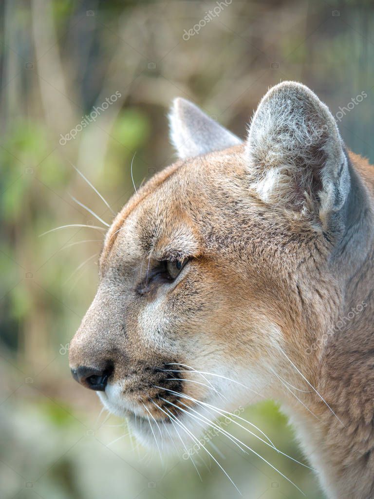 Una Fotografia Primer Plano Puma Salvaje Puma Puma Puma Con Foto de stock Jkirsch13 228614466
