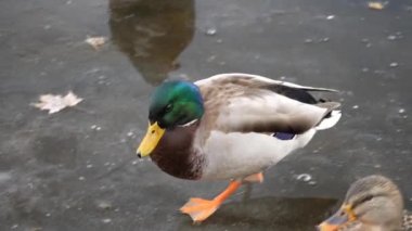 Güzel ve renkli erkek yaban ördeği bir closeup ördek olarak o yürür veya buz donmuş bir göl'kaymaktadır ve o zaman durmak ve kırsal Wisconsin'de korkuttum galiba önce örnek alıyor.