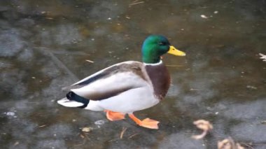 Bir erkek yeşilbaş ördek bir güzel closeup klip yürür ve kaygan buz onun yansıması ile kışın donmuş bir göl'kaymaktadır ve buz üzerinde bırakır.