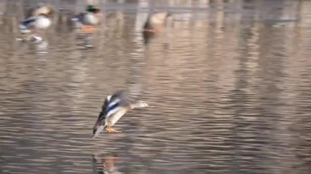 在威斯康星州农村一个阳光明媚的冬日里 一只飞来飞去的雌性野鸭和附近的其他雄性和雌性鸭子一起飞溅在池塘里 — 图库视频影像
