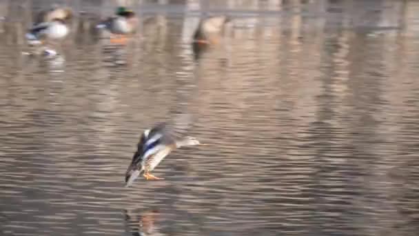 Ánade Real Hembra Volador Hace Aterrizaje Chapoteo Agua Estanque Día — Vídeos de Stock