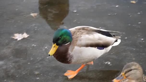 一只美丽多彩的雄性野鸭在冰封的池塘上在冰面上散步或溜冰 然后停下来抬头 然后在威斯康星州的农村被吓了一跳 — 图库视频影像