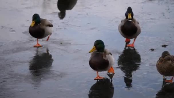 マガモの実行と濡れた路面上 反射と農村部のウィスコンシン州での凍結池の氷の上でスリップのグループ — ストック動画
