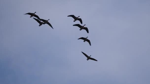 Birkaç Arka Planda Mavi Gökyüzü Ile Göç Gibi Kanada Kazlar — Stok video