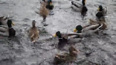 Birkaç yeşilbaş ördek sürüsü sıçrama yüzmek ve Mısır veya gıda Wisconsin kalabalık bir gölet üzerinde kavga.