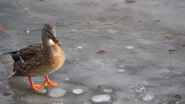 Ánade Real Hembra Marrón Con Patas Palmeadas Anaranjadas Aterriza Hielo — Vídeos de Stock