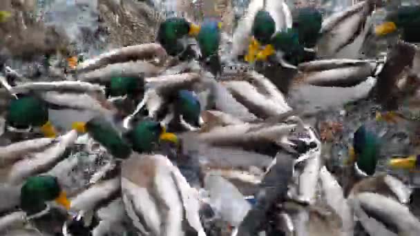 Bando Vários Patos Reais Nadar Respingo Lutar Por Milho Comida — Vídeo de Stock