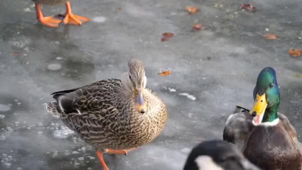 在威斯康星州的冬天 一只雌性野鸭在寒冷的水面上散步时 在冰封的池塘的冰上滑落 — 图库视频影像