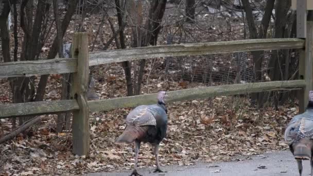 Couple Male Wild Turkeys Beards Cross Road Duck Wood Fence — Stock Video