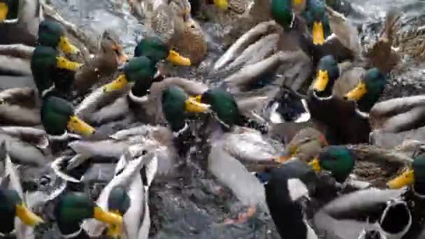 Divertido Vídeo Câmera Lenta Bando Patos Reais Aglomerados Uma Lagoa — Vídeo de Stock