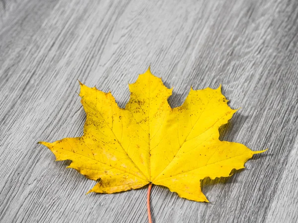 A real maple leaf with bright yellow color laying in the center isolated on a background of gray wood grain texture floor making a beautiful fall or thanksgiving background.