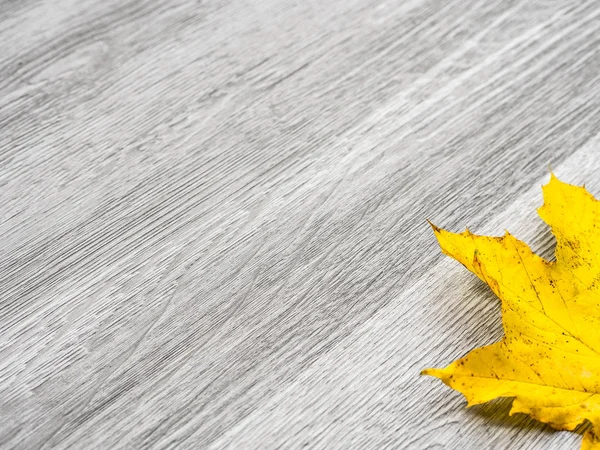 A real maple leaf with bright yellow color laying in the corner of image and isolated on a background of gray wood grain texture flooring making a beautiful fall or thanksgiving background.