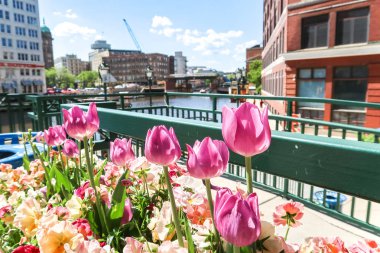 Milwaukee, Wisconsin - 26 Mayıs 2018: Lale çiçek bir dikim yatağa Mason Street yakınındaki şehir Milwaukee riverwalk bahar sezonunun başlamasına ushering.