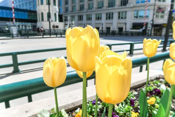 Milwaukee, Wisconsin - May 26th, 2018: Tulips bloom in a planting bed near Wisconsin Avenue bridge in downtown Milwaukee ushering in the start of the Spring Season.