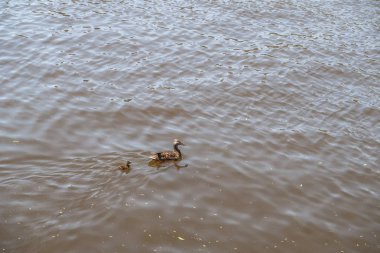 Bir kadın yeşilbaş Nehri yürüyüş yakınındaki bir sıcak yaz gününde annesi ve onun bir ördek yavrusu yüzmek ve float kahverengi sakin su şehir merkezinde Milwaukee Nehri'nin ördek.