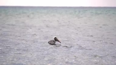 Büyük kahverengi bir pelikan, Montego Körfezi Jamaika'da Atlantik Okyanusu'nda su üzerinde oturur ve yüzer ve öğle yemeğini yerken yeşil deniz yosunu bir parça tükürür..