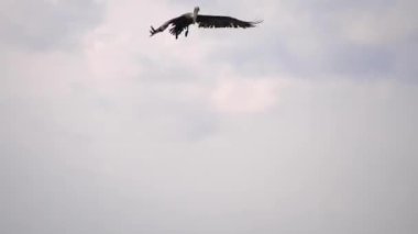 Büyük bir pelikan oturur ve su üzerinde yüzer sonra havada uçar ve akşam yemeği için yemek için su ve balık bir ağız dolusu kadar kepçe suya aşağı dalış.