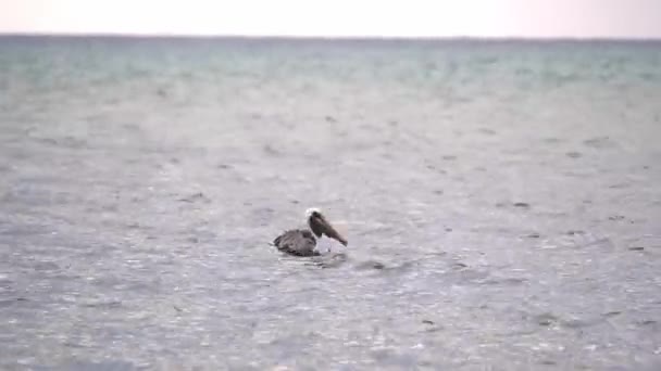 Velký hnědý Pelikán sedí a pluje po vodě v Atlantickém oceánu v Montego Bay Jamajce, když jí na oběd plivl kousek zeleného mořských řas. — Stock video