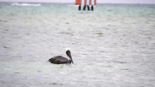 A closeup of a large brown pelican as it sits and floats on the salt water of the Atlantic Ocean off the coast of Montego Bay Jamaica then flies up in the air. — Stock Video