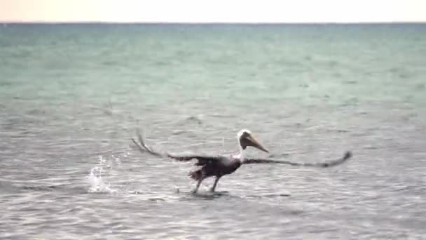 Un gran pelícano marrón devora peces mientras se sienta y flota en el agua, luego vuela en el aire y se sumerge en el agua recogiendo una boca llena de agua y peces con un barco en el fondo . — Vídeos de Stock