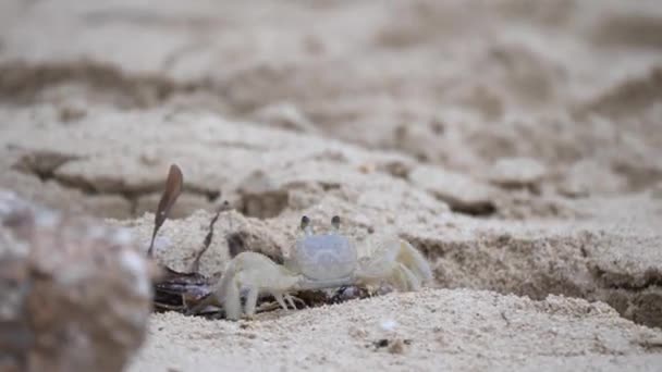 Een close-up van een transparante en geel gekleurde zand krab terwijl het langs het strand overloopt over enkele bladeren en verbergt achter een rots. — Stockvideo