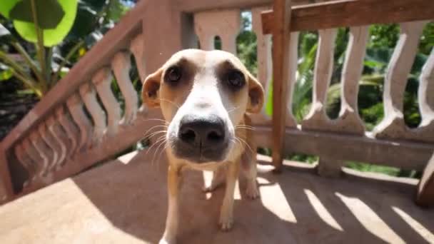 Slow motion närbild av en bedårande herrelös vänlig hund kommer upp till och sniffa kameran med ett makro syn på näsan, nos, ögon och ansikte och öronen tillbaka med trappor i bakgrunden. — Stockvideo