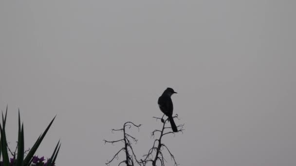Ett par nordliga hånfulla fåglar eller näktergalar kvittra och göra buller tidigt på morgonen på toppen av en trädgren i Montego Bay Jamaica med grå himmel bortom. — Stockvideo