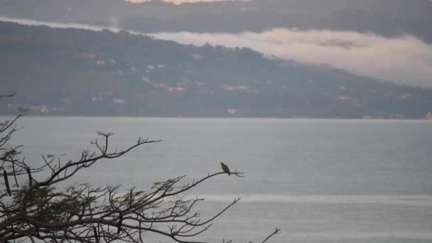 Una paloma se sienta en una rama oscilante de un árbol por la mañana mientras la niebla rueda sobre las colinas a través de la bahía y el agua del Mar Caribe en Montego Bay Jamaica . — Vídeos de Stock