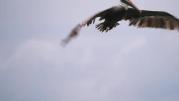 Ein großer Pelikanvogel sitzt und schwimmt auf dem Wasser, dann fliegt er in die Luft und stürzt sich ins Wasser, nimmt einen Schluck Wasser und Fische auf und isst sein Mittagessen. — Stockvideo