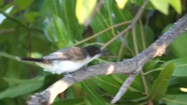 En loggerhead kingbird med svarta och vita fjädrar sitter på ett träd gren eller lem som det kastar upp och luktar en skalbagge bugg på trä och sedan äter det. — Stockvideo