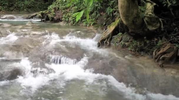 자메이카의 열대 섬에 메이 필드 폭포 강에서 화이트 워터 폭포 급류 또는 폭포의 자연 비디오는 배경에 나무와 식물과 인기있는 휴가 목적지. — 비디오