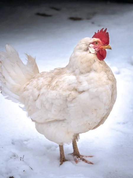 在威斯康星州农村的农场里 白腿角杂交蛋产卵自由放养的鸡群 站在新鲜的白雪中 — 图库照片