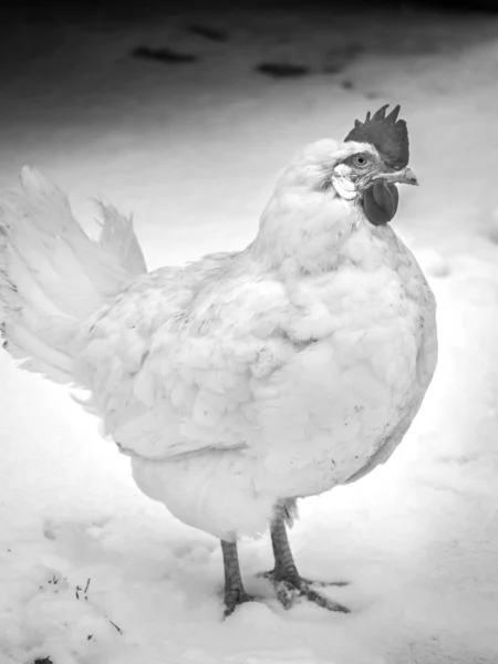 A full body black and white portrait of a white leghorn crossbred egg laying free range chicken looking forwards and standing in fresh white snow on a farm in rural Wisconsin in the winter season.