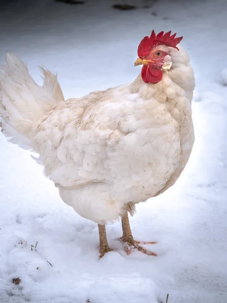 Full Body Portrait White Leghorn Crossbred Egg Laying Free Range — Stock Photo, Image