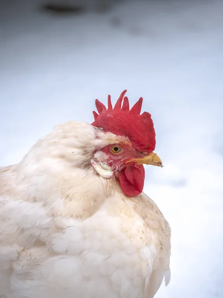 Portrait Gros Plan Une Lèvre Couleur Blanche Croisée Plein Air — Photo