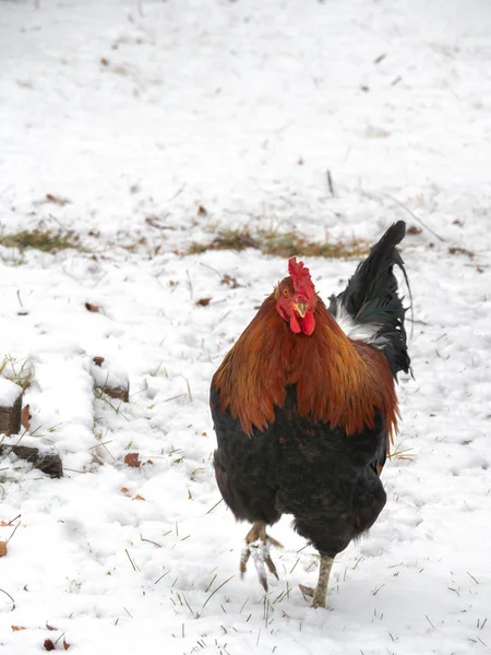 一只雄性鸡或公鸡的照片 有着美丽的橙色羽毛 鲜红的梳子和带雪背景的波浪 直视前方 在雪地里朝相机跑去 — 图库照片