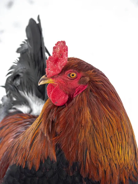 有趣或幽默特写头画的雄鸡或公鸡与美丽的橙色羽毛明亮的红色梳子和波浪与雪背景看他的尾巴的一侧 — 图库照片