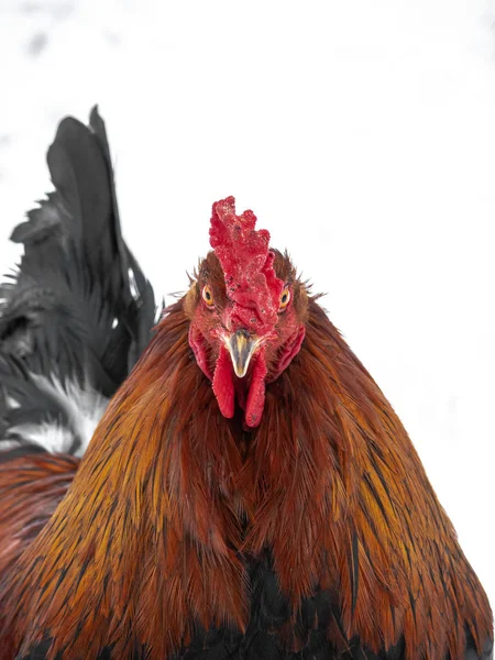 Drôle Humoristique Portrait Tête Gros Plan Poulet Coq Mâle Avec — Photo