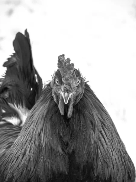 Black and white funny or humorous close up head portrait of a male chicken  or rooster showing textures of feathers and scabs with snow in background.