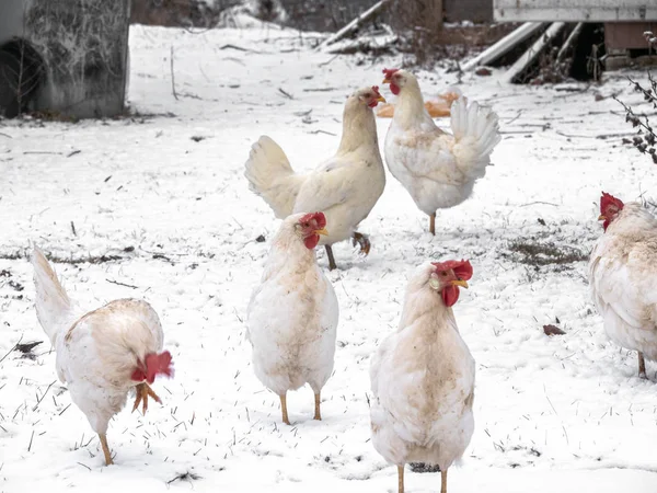 A group or flock of white colored leghorn crossbred free range egg laying hen chickens with white snow in the background on a rural Wisconsin farm in the winter season.