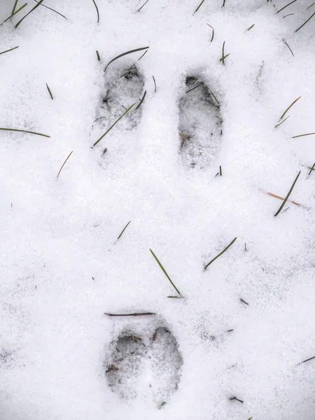 A closeup view of wildlife animal footprints or tracks belonging to a wild rabbit in fresh white snow blanketing the ground in Wisconsin in winter season.