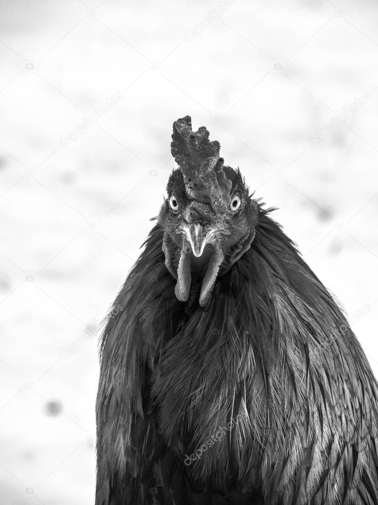 Black and white funny or humorous close up head portrait of a male chicken  or rooster showing textures of feathers and scabs with snow in background.