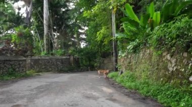 Ocho Rios Jamaika'da asfalt bir yola kadar koşan iki sokak köpeğinin yavaş hareketi, caddeyi kaplayan taş duvarlar ve yemyeşil bitki örtüsü ağaçları ve eğrelti otları yukarıda.