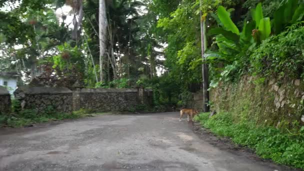 Dos perros callejeros vienen corriendo por un camino pavimentado en Ocho Ríos Jamaica con paredes de piedra que bordean la calle y exuberantes árboles de vegetación verde y helechos por encima . — Vídeos de Stock