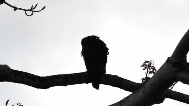 A black silhouette of a turkey vulture or buzzard grooming itself as it sits on a tree branch in Ocho Rios on the tropical island of Jamaica in the morning with bright white sky beyond. — Stock Video