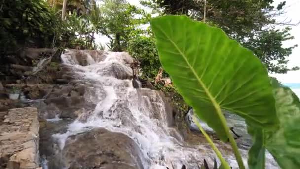 Slow motion walking view of the cascading waterfall at Little Dunn's river with camera obscured by a lush large leaf plant in foreground on tropical island of Jamaica a popular vacation destination. — Stock Video